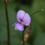 じゅうろくささげ（十六大角豆）Vigna unguiculata ver. sesquipedalis (3)