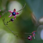 くさぎ臭木）Clerodendrum trichotomum (1)