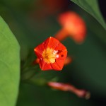 まるばるこうそう （丸葉縷紅草 ）Ipomoea coccinea (4)