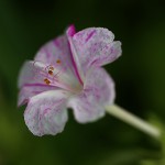 おしろいばな（白粉花）Mirabilis jalapa (3)