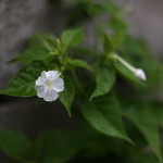 おしろいばな（白粉花）Mirabilis jalapa (3)