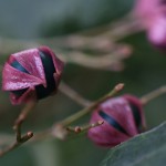 くさぎ臭木）Clerodendrum trichotomum (6)