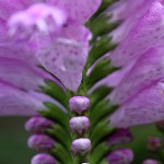 はなとらのお（花虎の尾）Physostegia virginiana (1)