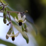 ひよどりごじょう（ 鵯上戸） Solanum lyratum (6)