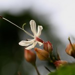 くさぎ臭木）Clerodendrum trichotomum (14)