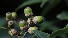 しらかし（白樫）Quercus myrsinifolia (2)
