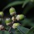 しらかし（白樫）Quercus myrsinifolia (2)