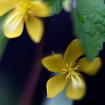 からすのごま(烏の胡麻)Corchoropsis crenata Sieb. et Zucc.