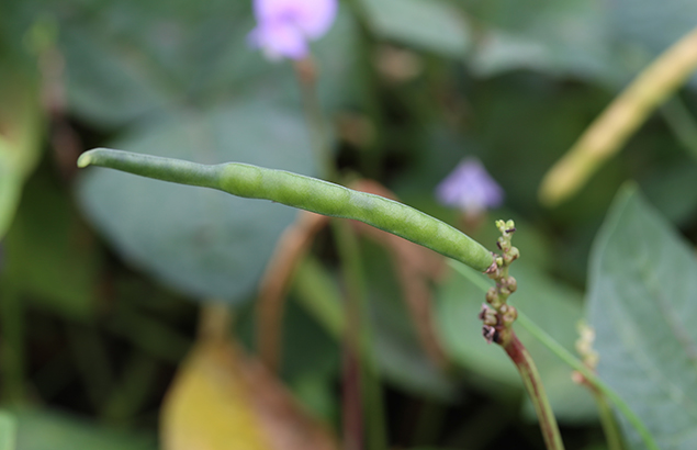 じゅうろくささげ（十六大角豆）Vigna unguiculata ver. sesquipedalis (2 )