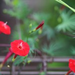 もみじばるこそう（紅葉縷紅草 ）Ipomoea coccinea (1)