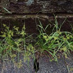 かやつりぐさ （蚊帳吊草）Cyperus microiria (1)