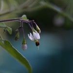 ひよどりごじょう（ 鵯上戸） Solanum lyratum (3)