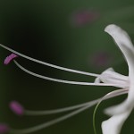 くさぎ臭木）Clerodendrum trichotomum (17)