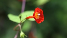 まるばるこうそう （丸葉縷紅草 ）Ipomoea coccinea (1)