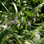 つりがねにんじんそう （釣り鐘人参草）Adenophora triphylla var. japonica