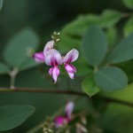 はぎ（萩）Lespedeza (3)