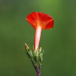 まるばるこうそう （丸葉縷紅草 ）Ipomoea coccinea (3)