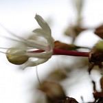 くさぎ臭木）Clerodendrum trichotomum (20)