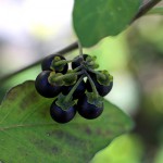 いぬほうずき （犬酸漿）Solanum nigrum