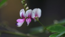 はぎ（萩）Lespedeza (2)