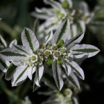 はつゆきそう （初雪草）Euphorbia marginata (1)