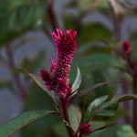 955.けいとう（鶏頭）Celosia argentea (1)