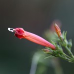 まるばるこうそう （丸葉縷紅草 ）Ipomoea coccinea (2)