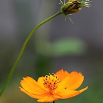 きばなこすもす（黄花秋桜）Cosmos sulphureus (2)