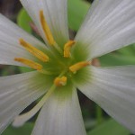 たますだれ （玉簾）Zephyranthes candida (3)