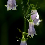 つりがねにんじんそう （釣り鐘人参草）Adenophora triphylla var. japonica (4)