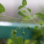 ひよどりごじょう（ 鵯上戸） Solanum lyratum (2)