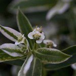 はつゆきそう （初雪草）Euphorbia marginata (3)