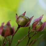 くさぎ臭木）Clerodendrum trichotomum (7)