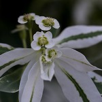 はつゆきそう （初雪草）Euphorbia marginata (4)