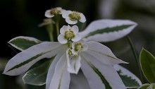 はつゆきそう （初雪草）Euphorbia marginata (4)