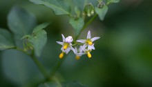 いぬほうずき （犬酸漿）Solanum nigrum (4)