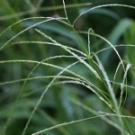 ひめしば（雌日芝）Digitaria ciliaris (Retz.) Koel) (3)