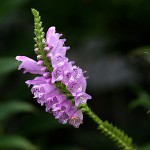 はなとらのお（花虎の尾）Physostegia virginiana