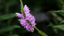 はなとらのお（花虎の尾）Physostegia virginiana