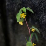 からすのごま(烏の胡麻)Corchoropsis crenata Sieb. et Zucc. (3)