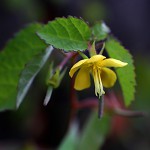 からすのごま(烏の胡麻)Corchoropsis crenata Sieb. et Zucc. (4)