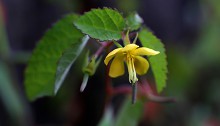 からすのごま(烏の胡麻)Corchoropsis crenata Sieb. et Zucc. (4)