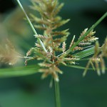 かやつりぐさ （蚊帳吊草）Cyperus microiria (6)