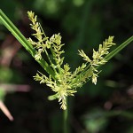 かやつりぐさ （蚊帳吊草）Cyperus microiria