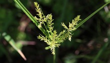 かやつりぐさ （蚊帳吊草）Cyperus microiria