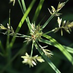 かやつりぐさ （蚊帳吊草）Cyperus microiria (2)