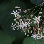 くさぎ臭木）Clerodendrum trichotomum (24)