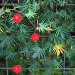 もみじばるこそう（紅葉縷紅草 ）Ipomoea coccinea