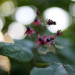 くさぎ臭木）Clerodendrum trichotomum