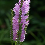 はなとらのお（花虎の尾）Physostegia virginiana (2)